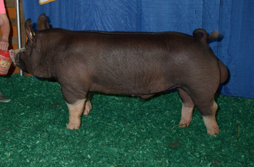 The image of Berkshire pig