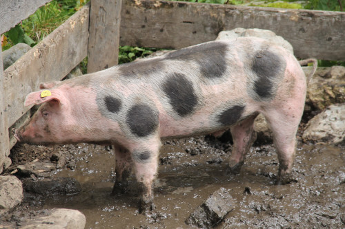 The picture of Pietrain pig