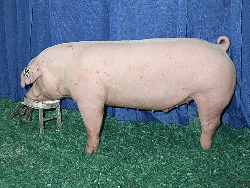 The image of Landrace pig