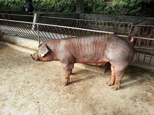 The image of Duroc pig