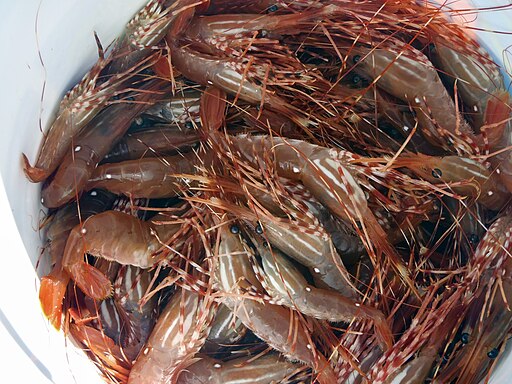 The image presents a pile of Spot Prawns in the white plastic bucket
