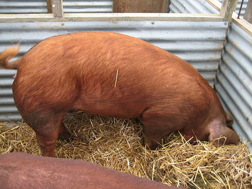 The image of Tamworth pig