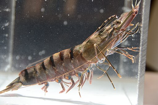 The image shows one Black Tiger Shrimp in the water tank