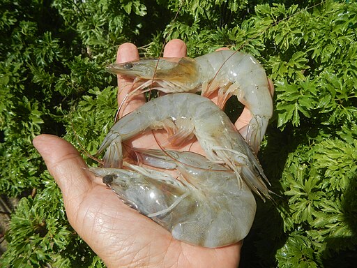 The picture presents three White shrimps on the human hand with plant background