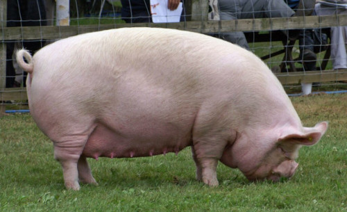 The image of yorkshire pig